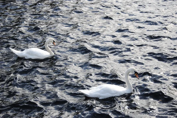 Swan op zee — Stockfoto