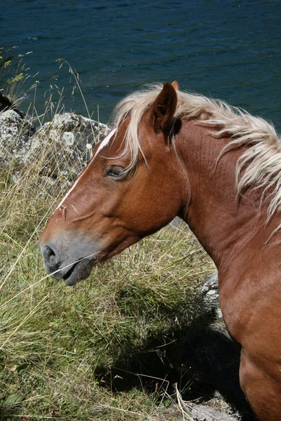 Lakeside horse — Stock Photo, Image