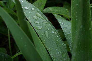 Su damlası ile yeşil yapraklar