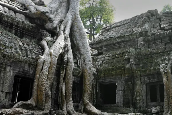 Angkor wat templi in Cambogia — Foto Stock