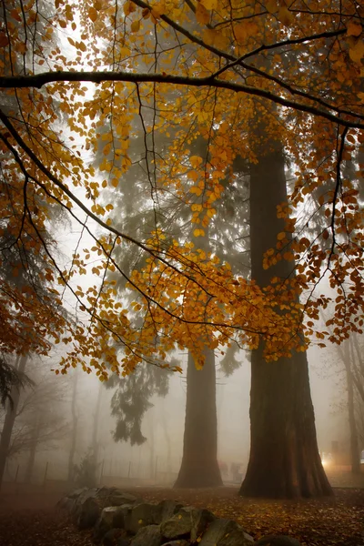 Forest with trees and fog — Stock Photo, Image