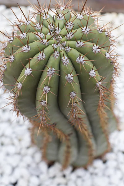 Primo piano di cactus con spine lunghe — Foto Stock