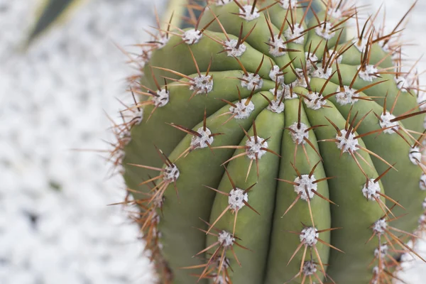 Close-up van cactus met lange doornen — Stockfoto