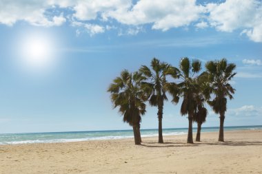 Sunny beach ve palmiye ağacı