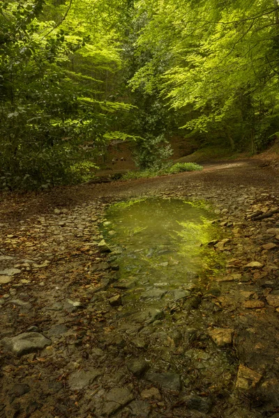 Puddle d'eau avec forêt verte — Photo
