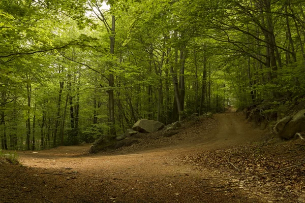 Vista de uma estrada de terra na floresta verde — Fotografia de Stock
