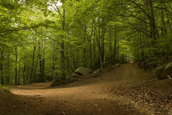 Toprak yol yeşil orman manzarası — Stok fotoğraf