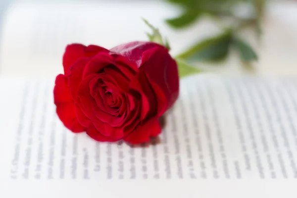 Red rose on the open book — Stock Photo, Image