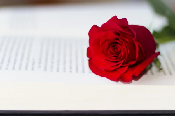 Rosa rossa sul libro aperto — Foto Stock