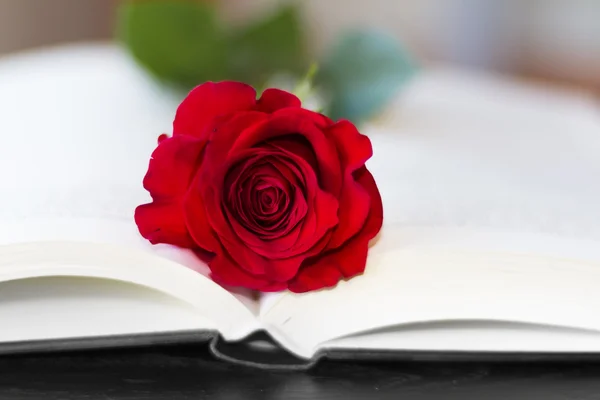 Red rose on the open book — Stock Photo, Image