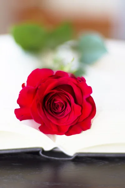 Red rose on the open book — Stock Photo, Image
