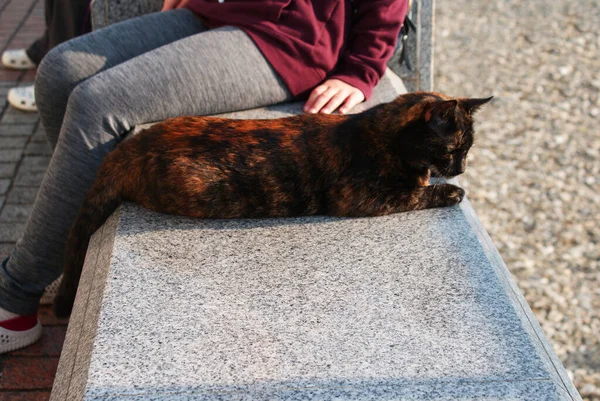 Belo Gato Fofo Caminha Rua Animado — Fotografia de Stock