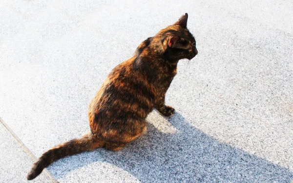 Hermoso Gato Esponjoso Camina Por Calle Animado —  Fotos de Stock