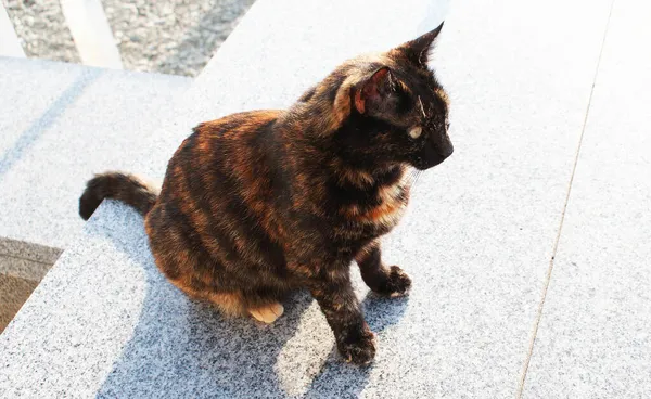 Hermoso Gato Esponjoso Camina Por Calle Animado —  Fotos de Stock