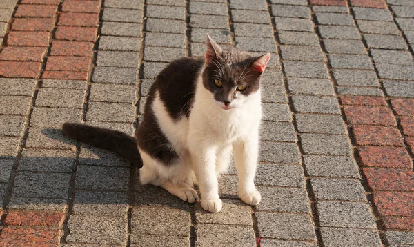 一只漂亮的毛茸茸的猫在街上走来走去 很活泼 — 图库照片