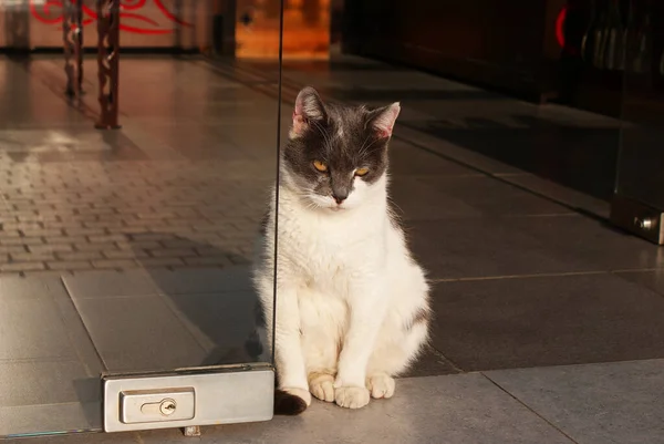 Hermoso Gato Esponjoso Camina Por Calle Animado —  Fotos de Stock