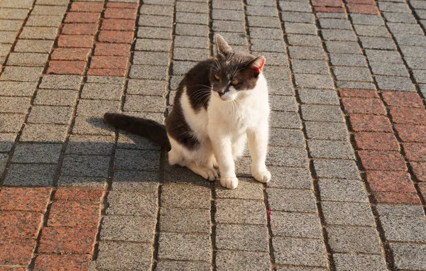 Güzel Pofuduk Bir Kedi Sokakta Yürüyor Hayat Dolu — Stok fotoğraf