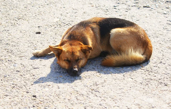 Hermoso Amable Perro Descansando Calle — Foto de Stock