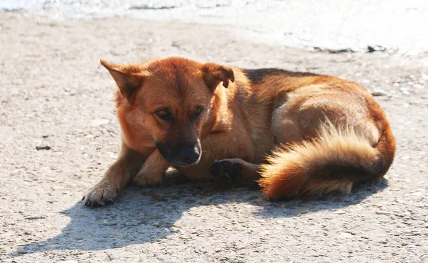 Hermoso Amable Perro Descansando Calle — Foto de Stock