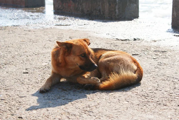 Hermoso Amable Perro Descansando Calle — Foto de Stock