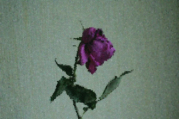 Une Rose Flétrie Fleur Manquante — Photo