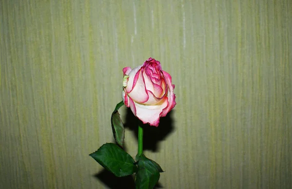Uma Rosa Murcha Flor Desaparecida — Fotografia de Stock