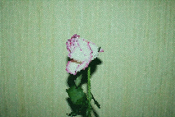 一朵玫瑰花枯萎了 那朵花不见了 — 图库照片