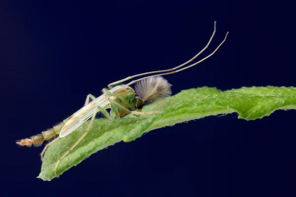 Male Mosquito — Stock Photo, Image