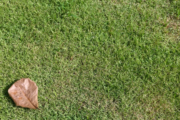 Laef und gras — Stockfoto