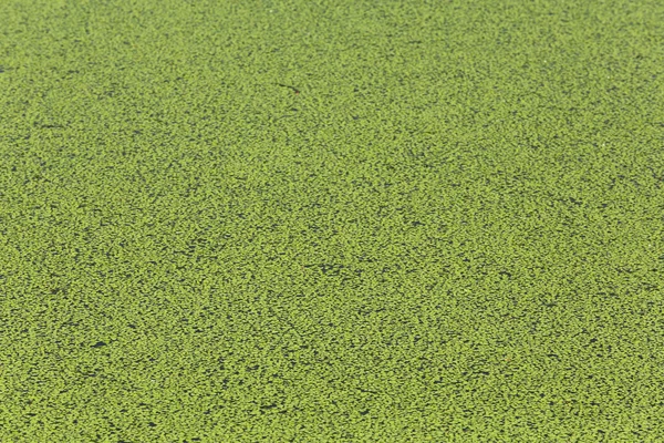 Duckweed — Stock Photo, Image