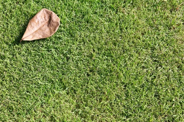 Dry leaf — Stock Photo, Image