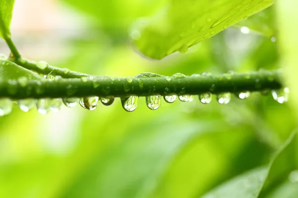 Frische — Stockfoto