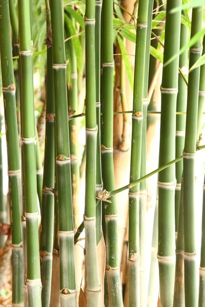 Bamboe bomen — Stockfoto