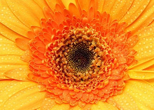 Oranje gerbera daisy — Stockfoto