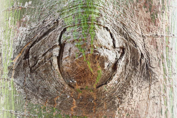 Oko ze stromové kůry — Stock fotografie