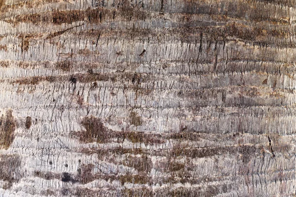 Corteccia di palma — Foto Stock