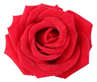 su damlacığı ile kırmızı gül