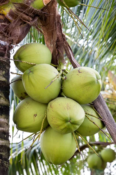 Bunch of coconuts — Stock Photo, Image