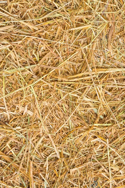 Rice straw background — Stock fotografie