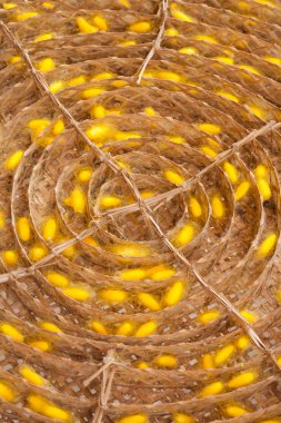 ipekböceği kozası