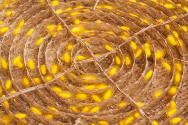 ipekböceği kozası