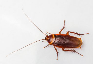 American cockroach clipart
