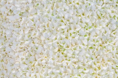 Beyaz Orkide petal arka plan