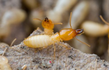 Termites in Thailand clipart