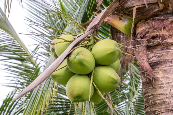 Bando de cocos. — Fotografia de Stock