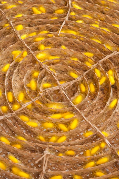 ipekböceği kozası