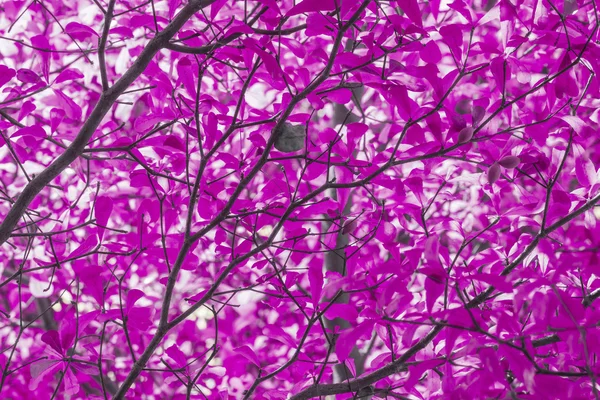 Folha violeta abstrata — Fotografia de Stock