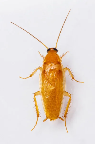 Smooth cockroach - Symploce pallens — Stock Photo, Image