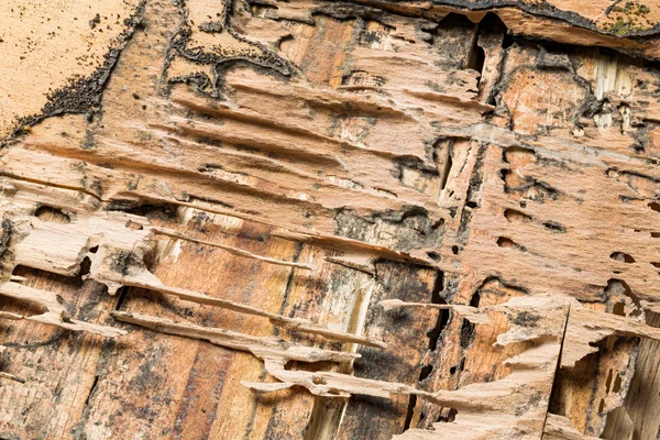 Legno mangiato dalle termiti — Foto Stock