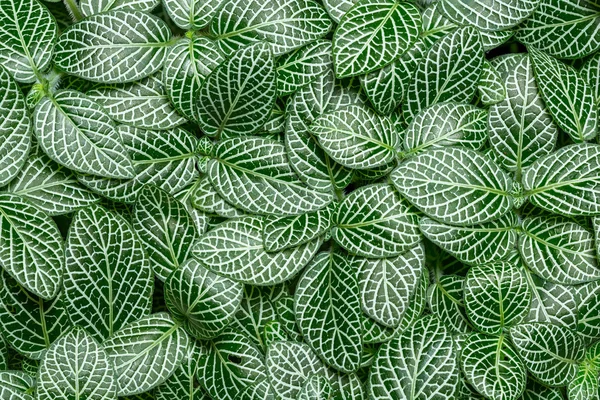Fittonia albivenis — Stock Photo, Image